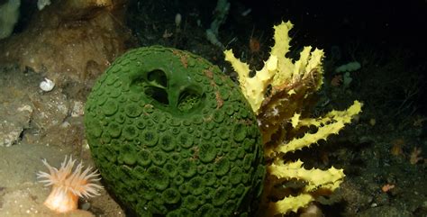 Exploring the Otherworldly Capabilities of the White Sponge
